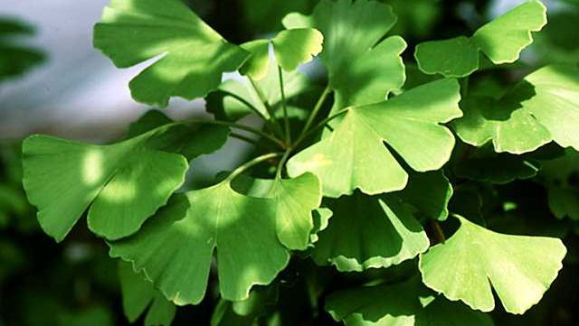 Uimitoarele calităţi terapeutice ale plantei ginkgo biloba