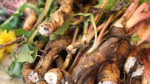 Rădăcina unei plante, mai eficientă decât chimioterapia. Distruge cancerul, fără efecte secundare