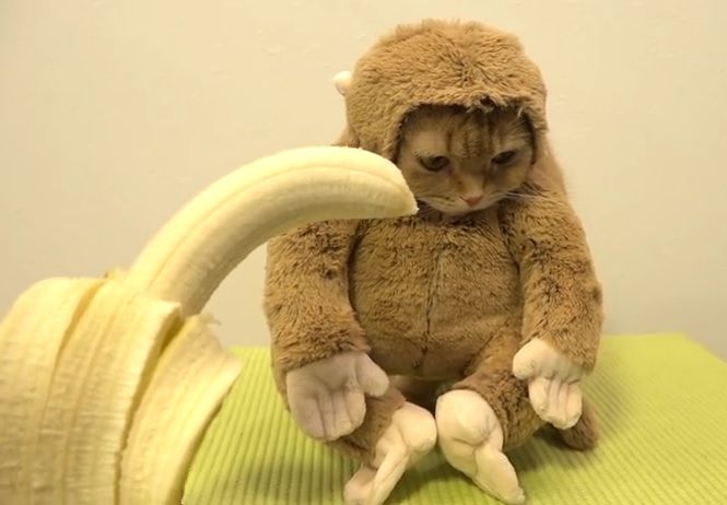 Un filmuleţ bizar cu "pisica-maimuţică" face furori pe internet. Imagini adorabile! 