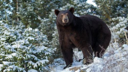 A fost atacat de un urs, în timp ce tăia lemne. Ce a făcut fiul bărbatului ca să sperie animalul