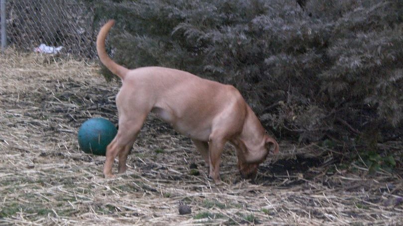 Îşi plimba câinele prin parc, când patrupedul a făcut o descoperire şocantă. Oamenii, îngroziţi!