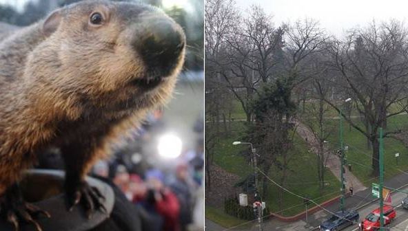 Peluza unui parc reabilitat din Timişoara, distrusă. "Inamicii", simpatici şi protejaţi de lege