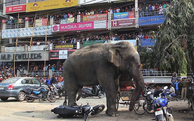Un elefant a dat iama într-un oraș și a distrus 100 de case