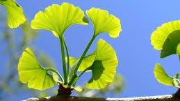 Ce ce arbori exotici a înlocuit o primărie din Constanţa banalii plopi