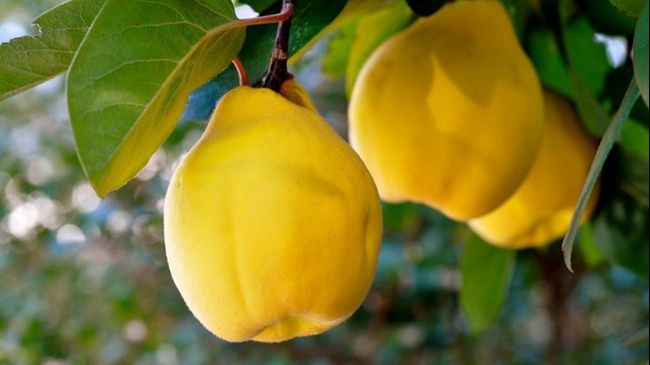 Remedii naturale inedite cu gutui