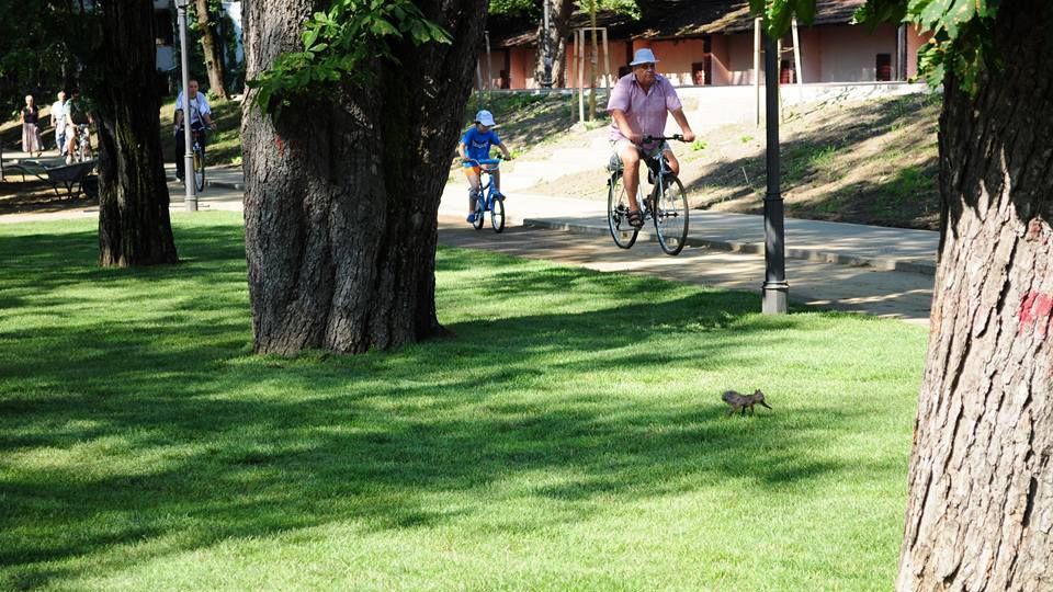 Primarul care vrea să cumpere veveriţe primeşte răspuns:"Chiar nu vă este ruşine? Bine că.."