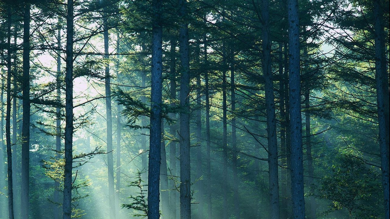 Care sunt cauzele încălzirii globale: Anumite specii de copaci au provocat această criză mondială