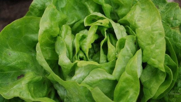Cum alegi cea mai bună salată verde. Trucul pe care puţini îl ştiu