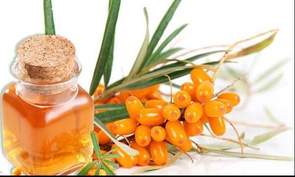 Când devine cătina periculoasă pentru sănătate? Iată ce trebuie să știi înainte să o consumi