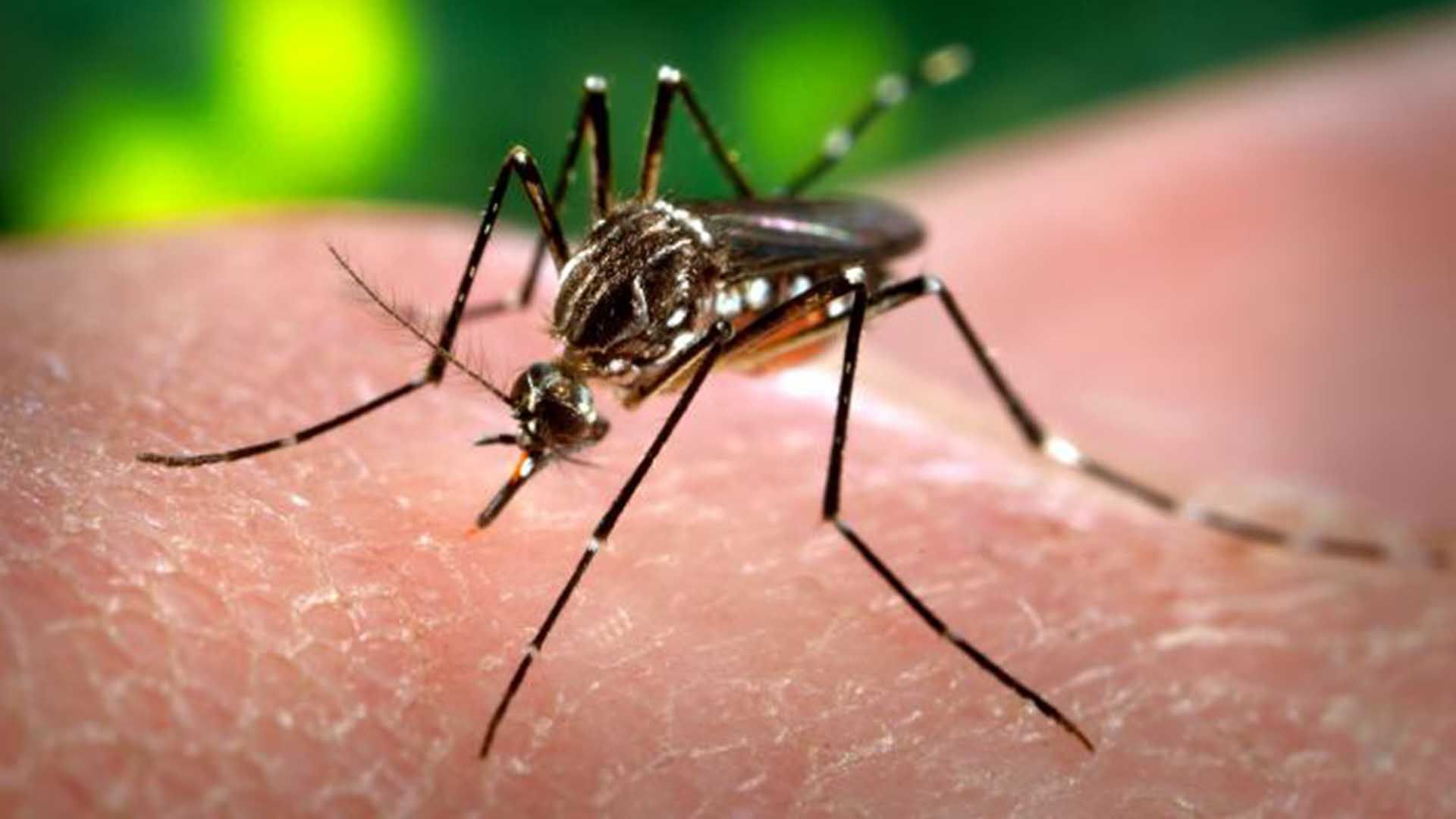 Brazilia confirmă. Cum a fost infectat un pacient cu virusul Zika. Este revoltător!