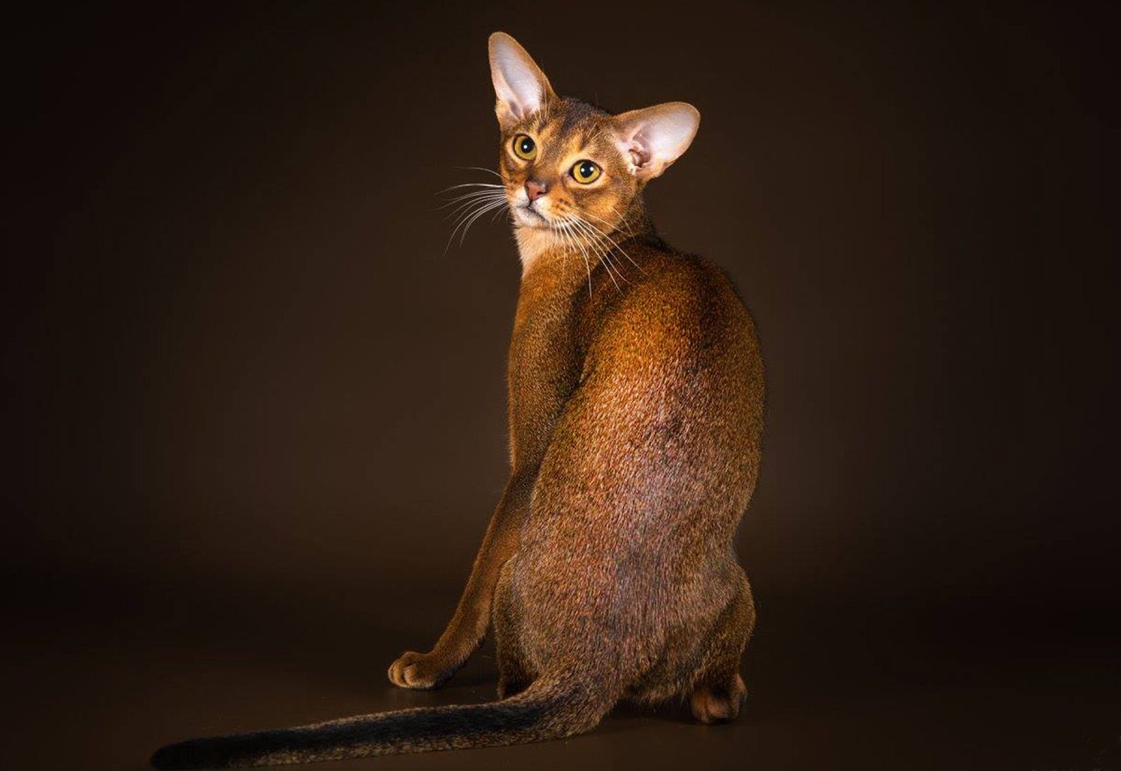 Olimpiada pisicilor. Cele mai frumoase pisici din lume vin la București pentru a fi admirate (P)