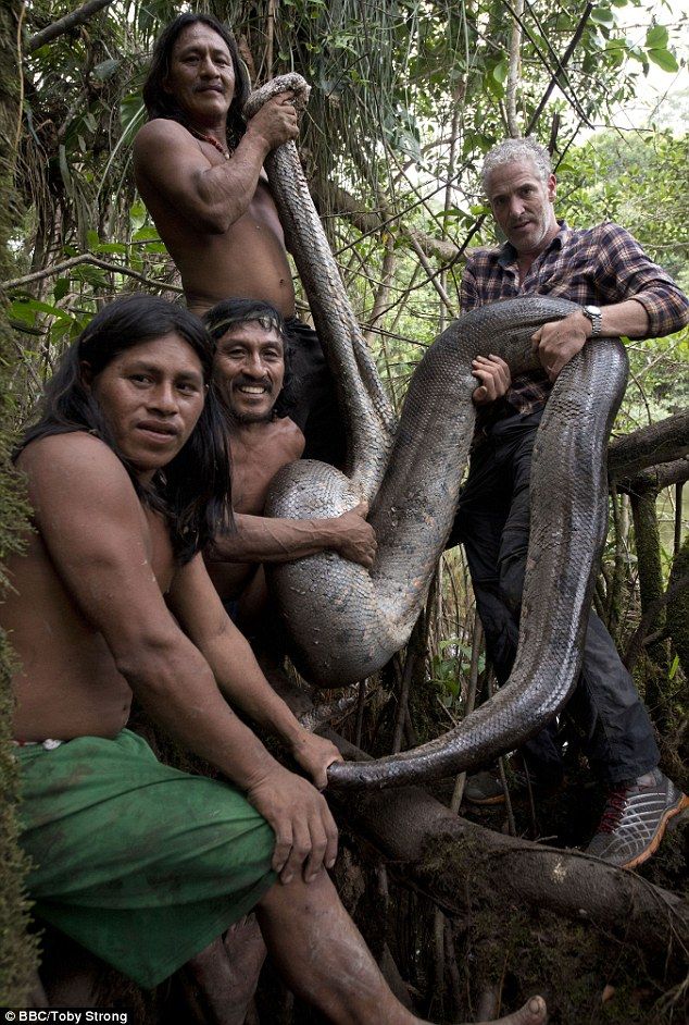 Cum arată cel mai mare şarpe din lume, descoperit în jungla Amazonului