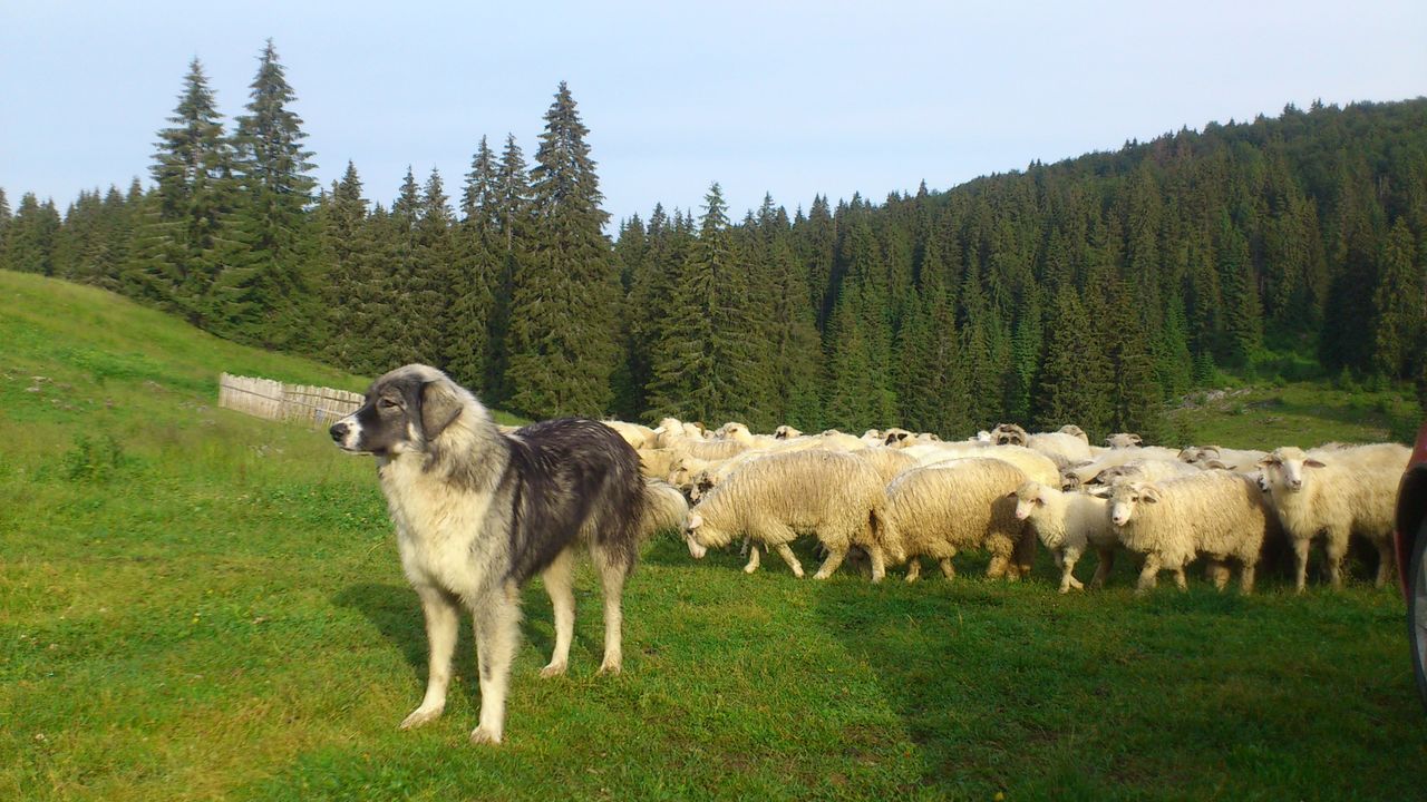 Tragedie la stână. Copil de 9 ani, găsit sfâşiat de câini