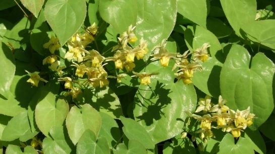Această PLANTĂ este mai puternică decât Viagra! Efectele i-au uimit până şi pe medici! 