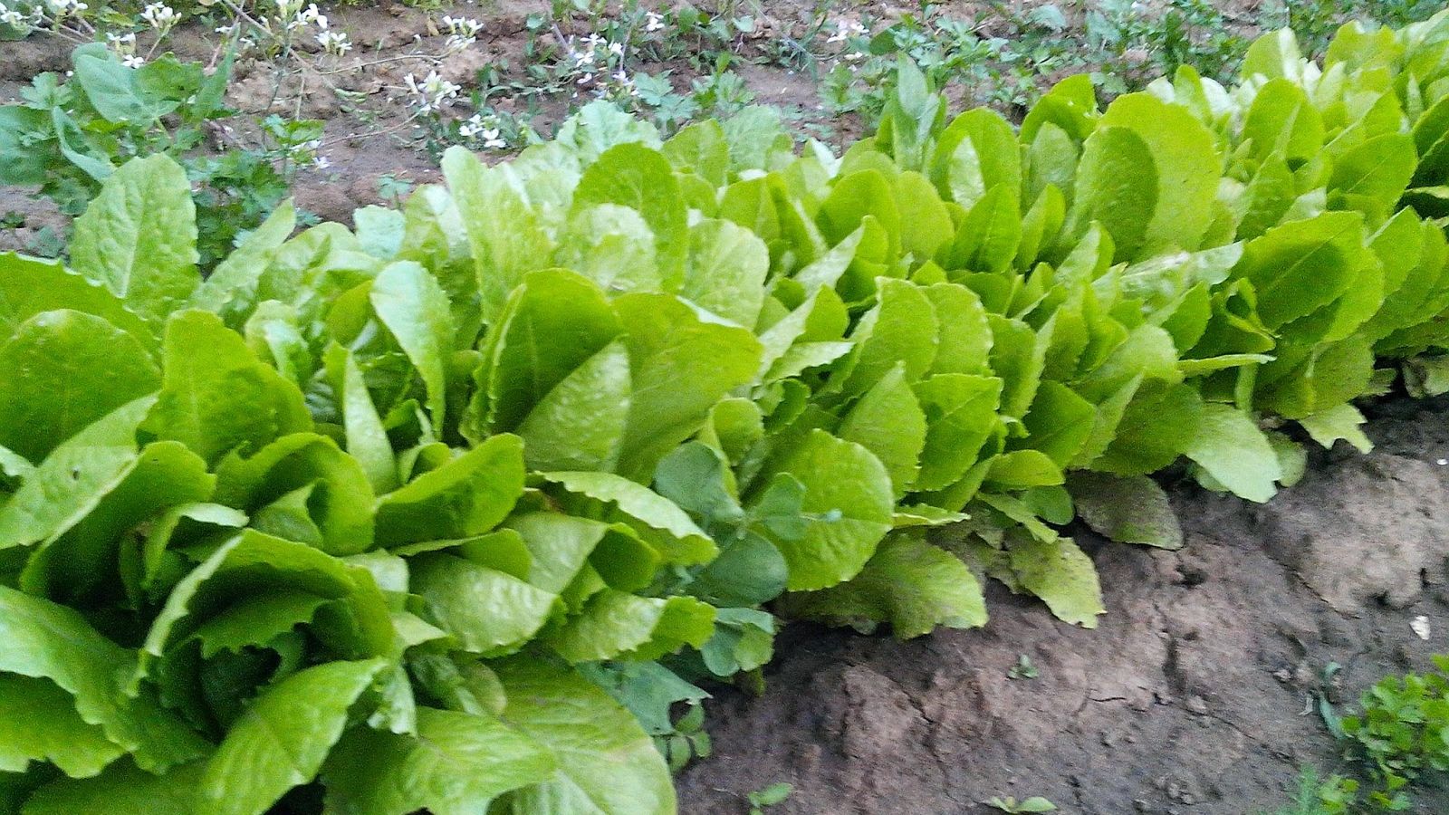 Ce este, de fapt, LĂPTUCA, cea mai misterioasă plantă a primăverii
