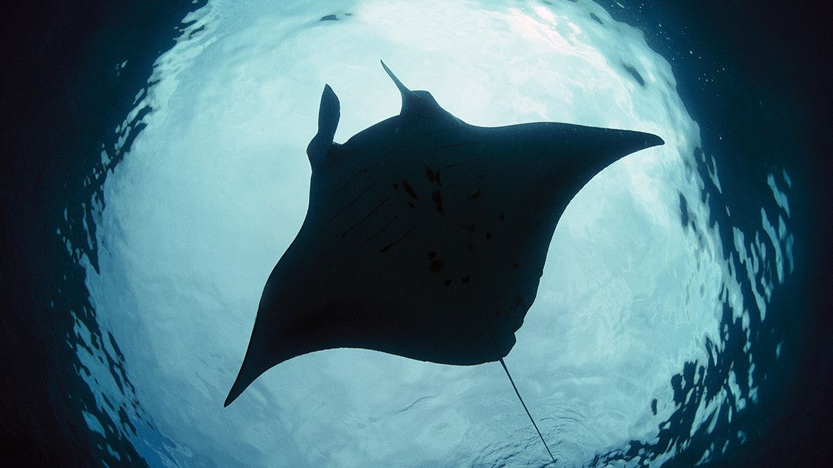 Descoperire uluitoare despre "Diavolul de mare". Este primul peşte care se recunoaşte în oglindă
