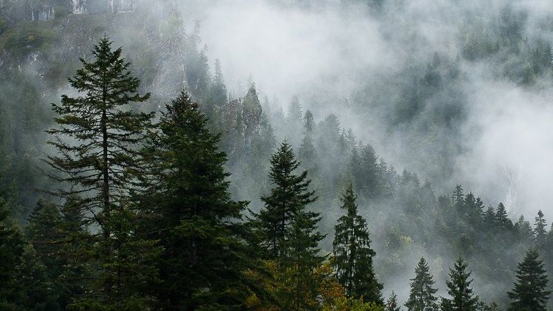 "Plantează în România": peste 150.000 de puieţi, plantaţi în 24 de ore. Cum te poţi implica