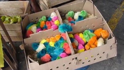 Un video ÎNFIORĂTOR demonstrează de ce vopsitul puişorilor pentru Paşte este crunt, şi NU "adorabil"