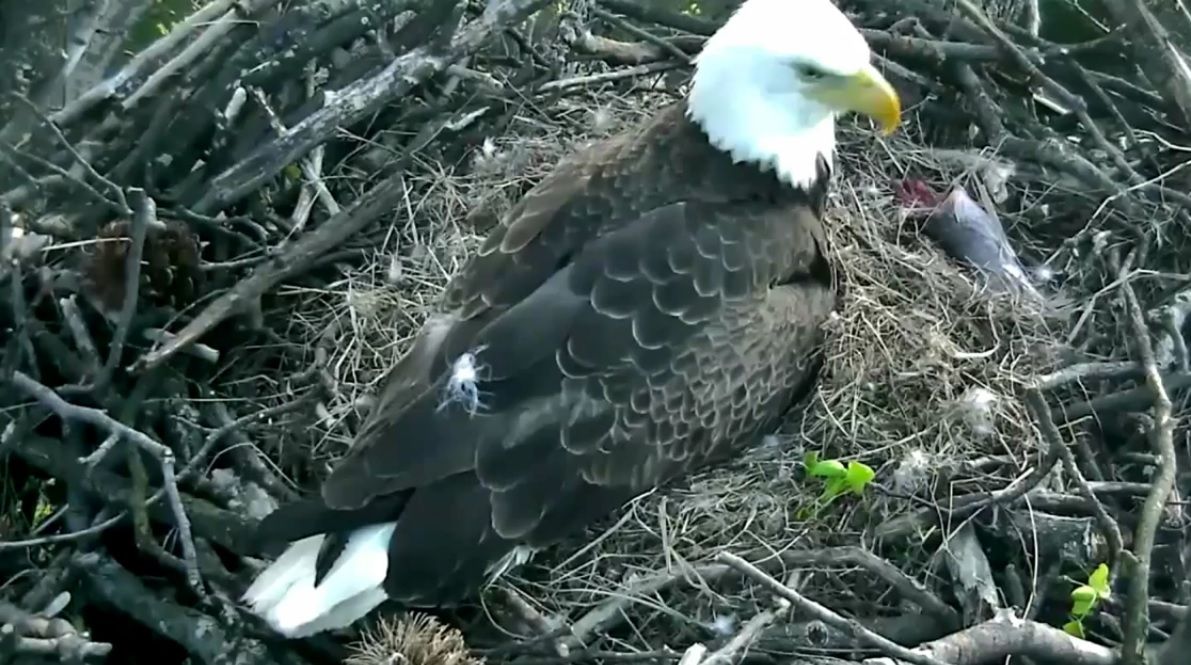 Au montat o cameră de luat vederi în cuibul unor vulturi. Ce au văzut apoi e fascinant!