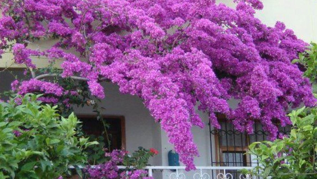Efectul uluitor al florilor de liliac! De ce boli te scapă 