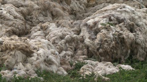 Lâna de oaie nu mai este dorită de nimeni. Ciobanii o aruncă la gunoi 
