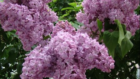 Floarea de liliac are efecte uimitoare asupra organismului. Tratează peste 50 de boli