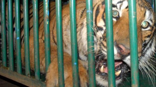 Îmblânzitoare de tigri celebră, ucisă în gradina zoologică. Ce l-a făcut pe animal să atace?