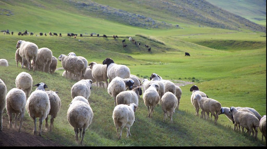 Ce este "dzud", fenomenul care a ucis peste un milion de animale în acest an