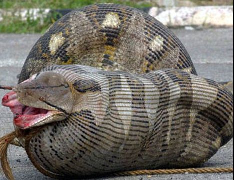 Acest șarpe URIAȘ stătea nemișcat și îi privea. Horror! Ce a urmat depășește orice imaginație