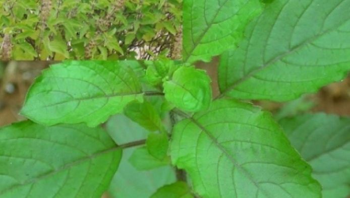 Rețetă veche indiană pentru puncte negre. Aplică masca din 2 ingrediente și scapi definitiv de ele
