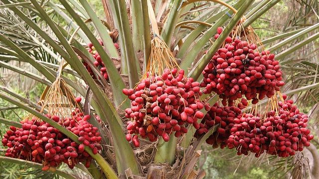 Fructul care ne ajută să scapăm de durerile de stomac