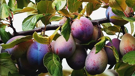 Frunzele de prun au o serie de beneficii necunoscute. Iată cum se prepară ceaiul-minune!