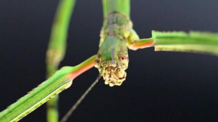 DESCOPERIRE uluitoare. Cum arată cea mai lungă insectă din lume. Are peste 60 cm