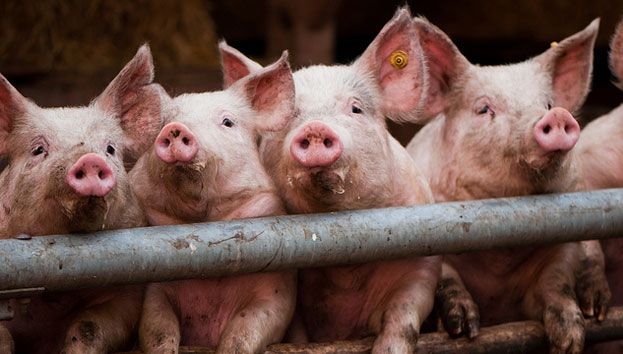 ALERTĂ de pestă porcină în România. Se reunește Comitetul pentru Situații Speciale de Urgență