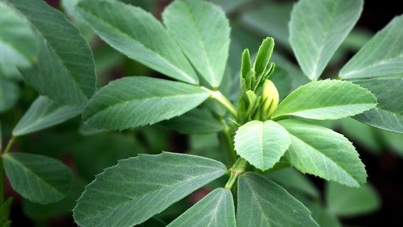 Remediul antic pentru diabet. Această plantă are puteri miraculoase