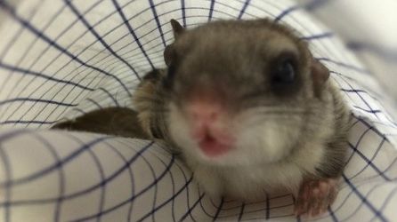 O veveriţă a devenit animal de companie în cel mai mare parc din Craiova