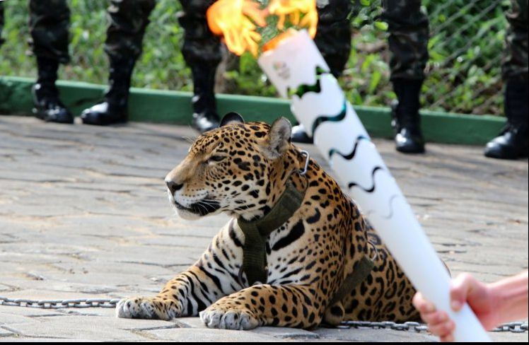 Scandal la Jocurile Olimpice 2016 de la Rio. Un jaguar a fost ucis