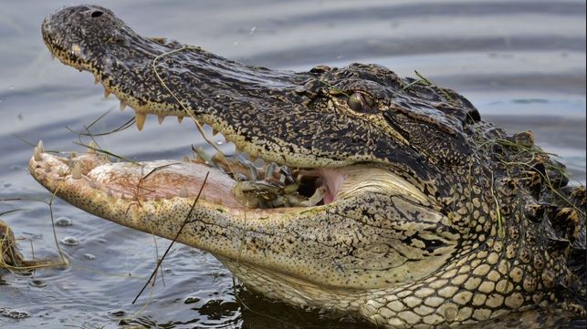 ŞOCANT: Copil de doi ani, înşfăcat de un aligator de pe o plajă. Părinţii, îngroziţi!