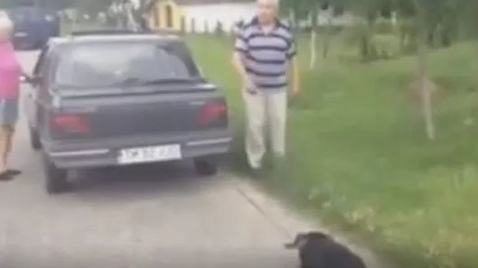 Câine chinuit de stăpâni. Imagini şocante 