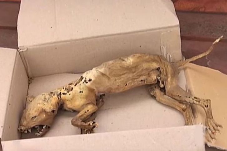 Creatură oribilă găsită în Munţii Carpaţi. Nu seamănă cu nimic cunoscut. Animal mutant, experiment?!