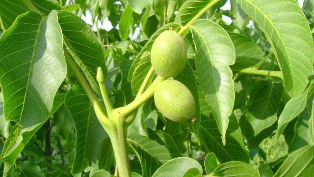 Ce se întâmplă dăcă plantezi un nuc. Este mai rău decât vă imaginaţi!
