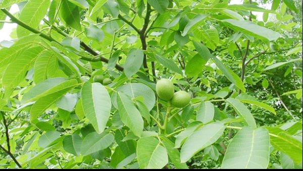 Blestemul nucului. Ce se întâmplă dăcă plantezi un nuc. Este mai rău decât vă imaginaţi