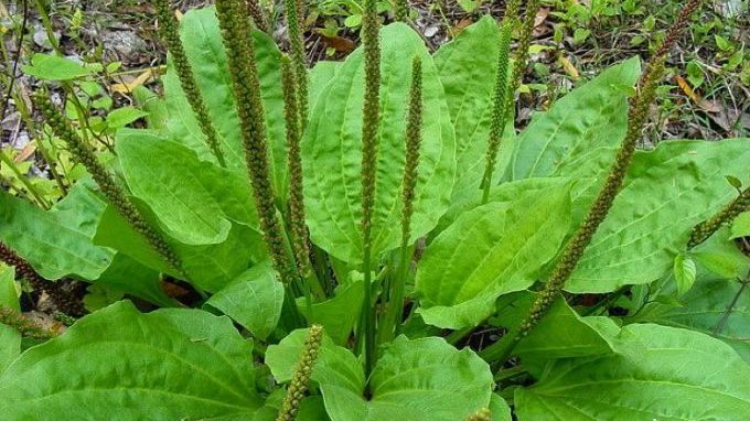 Nu o călca în picioare! Este cel mai bun medicament natural de pe planetă 