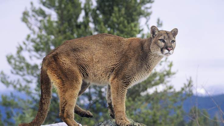 O mamă s-a luptat cu mâinile goale cu o PUMA care i-a atacat copilul de 5 ani. Ce a urmat este...