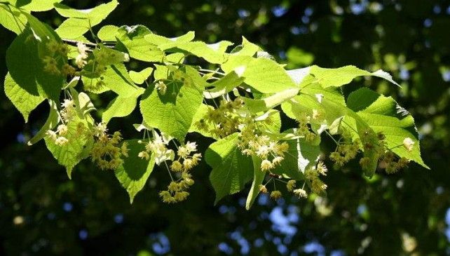 RUSALII. Tradiţii şi superstiţii. Ce trebuie să faci de Rusalii ca să ai noroc până la finele anului