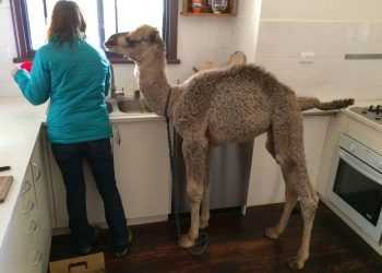 VIDEO emoţionant: Povestea lui Theo, cămila orfană din Australia