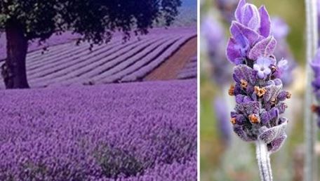 Ceaiul de lavandă tratează peste 70 de boli și afecțiuni