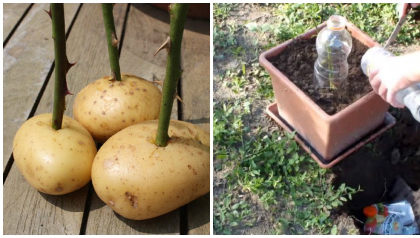 A înfipt trandafirul într-un cartof. A doua zi, când a văzut efectul, a rămas fără cuvinte