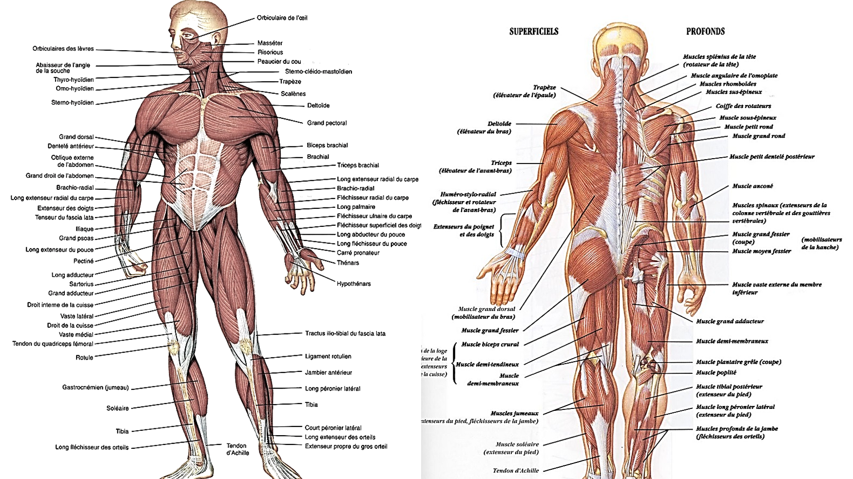 Subiecte BAC Anatomie 2016. Vezi AICI subiecte la Anatomie - Bacalaureat 2016