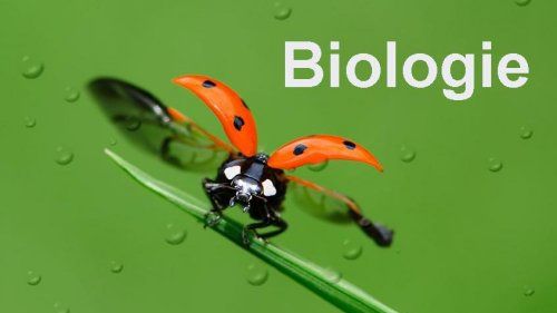 Subiecte BAC Biologie 2016. Consultă AICI subiectele la Biologie Bacalaureat 2016